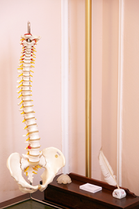 Model of a spine hanging on a stand near a desk